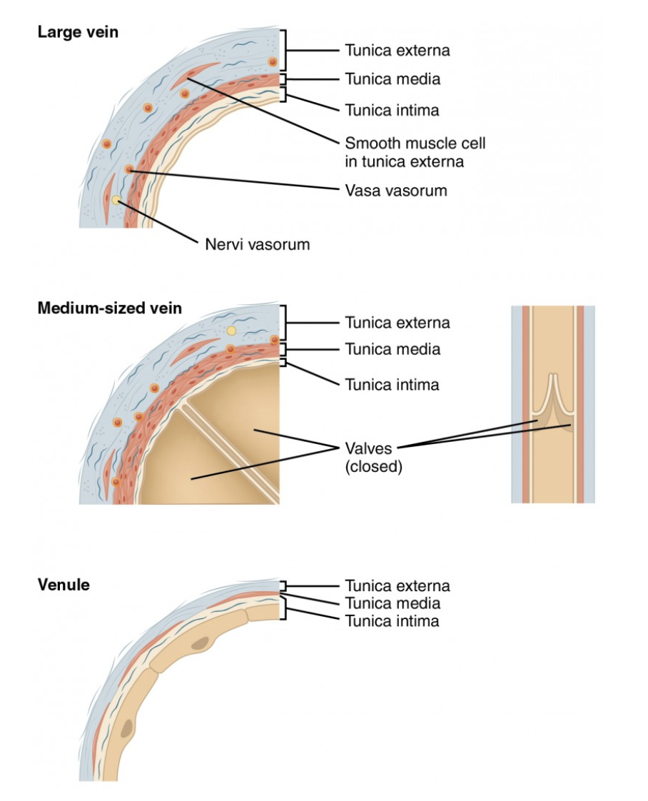 <ul><li><p><span style="color: blue;"><strong>STRUCTURE</strong></span></p><ul><li><p><span style="color: purple;"><strong><mark data-color="purple" style="background-color: purple; color: inherit;">Capillaries unite to form </mark></strong></span><span style="color: purple;"><strong><mark data-color="purple" style="background-color: purple; color: inherit;">post-capillary venules</mark></strong></span><span style="color: purple;"><strong><mark data-color="purple" style="background-color: purple; color: inherit;"> </mark></strong></span></p><ul><li><p>Consists of <span style="color: purple;"><strong>endothelium</strong></span> and <strong><em>few</em></strong> <span style="color: purple;"><strong>pericytes</strong></span></p></li></ul></li><li><p>Larger venules have one or two layers of <span style="color: purple;"><strong>smooth muscle cells</strong></span></p></li></ul></li><li><p><span style="color: red;"><strong>FUNCTION</strong></span></p><ul><li><p>Very porous → allow fluids and WBCs into tissues</p></li></ul></li></ul><p></p>