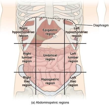 <p>The ride side of the abdominal cavity on the right side of the epigastric </p>