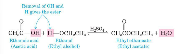<ul><li><p>one of the most commonly used methods for the preparation of esters</p></li><li><p>a carboxylic acid is treated with an alcohol in the presence of an acid catalyst, most commonly concentrated sulfuric acid</p></li><li><p>reversible </p></li><li><p>possible to drive it in either direction by the choice of experimental conditions (Le Chatelier’s principle)</p></li></ul><p></p>