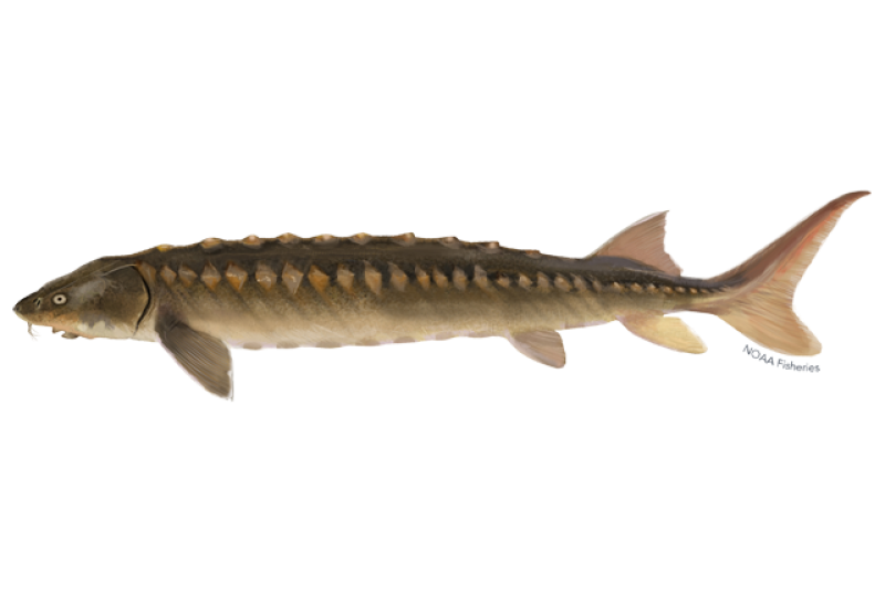 <p><span><span>Found in the coastal rivers along the East Coast of North America. Living from the </span></span>Saint John River<span><span> in New Brunswick all the way to the </span></span>Indian River<span><span> in Florida.</span></span></p>