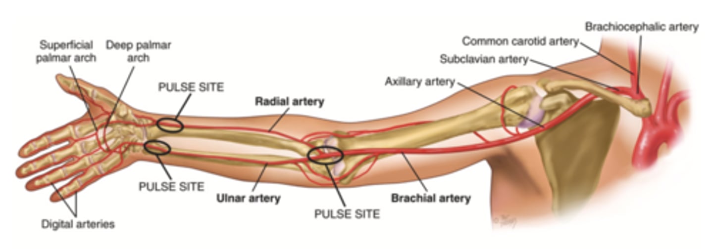 <p>- Brachial</p><p>- Ulnar</p><p>- Radial</p>