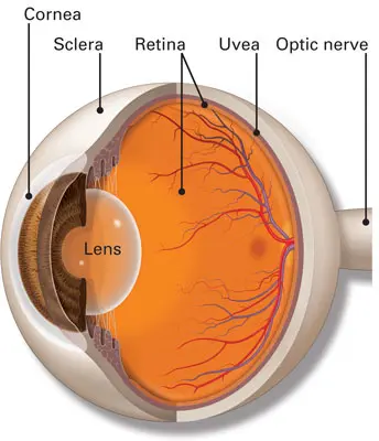 <p>the white outer layer of the eyeball; at the front of the eye it is continuous with the cornea; part of the fibrous tunic</p>