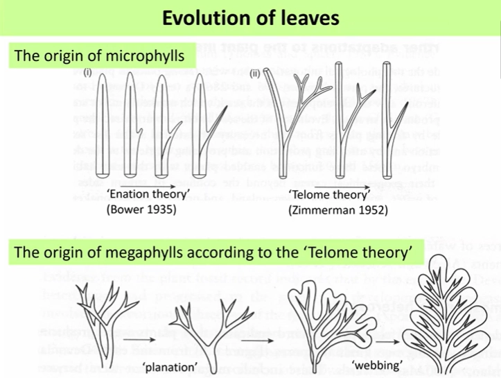 <p>these emerged in the mid-late devonian period</p><ul><li><p><strong>microphylls </strong>of the <strong>lycophytes</strong>- <strong>small</strong>, scale-like, stem-hugging leaves with <strong>no stem </strong>(petiole)</p></li><li><p><strong>megaphylls </strong>of the <strong>euphyllophytes </strong>(most modern vascular plants)- <strong>larger </strong>leaves with a <strong>petiole </strong>and branched vascular strands</p></li></ul><p></p><ul><li><p>it is widely accepted that the megaphylls evolved by the <strong>telome theory </strong>(zimmerman), where the dichotomous branches began <strong>overtopping</strong>, and the inferior branches arranged into a 2d arrangement (<strong>planation</strong>), then <strong>webbed </strong>by intercalary mitosis and <strong>fused </strong>to create a leaf</p></li><li><p>microphylls are also thought to have developed by the <strong>reduction </strong>of branching, but a competing theory is that they came from <strong>enations </strong>straight off the stem (bower)</p></li></ul><p></p>