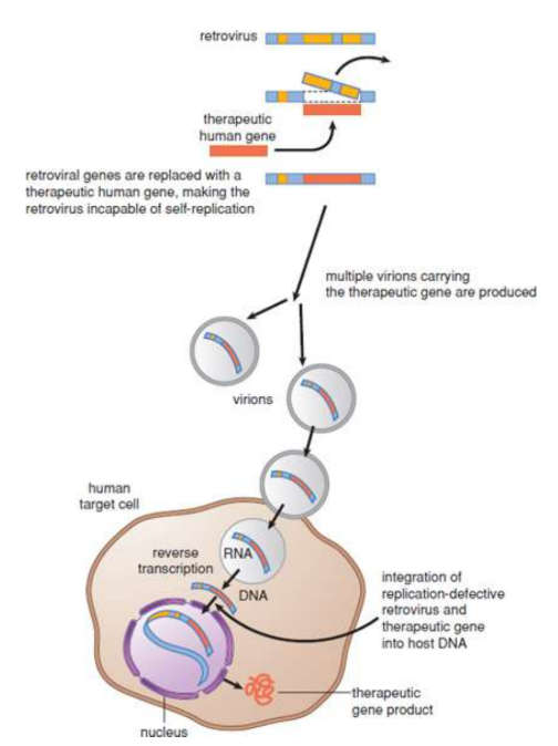 <p>potential cures for individuals with inherited diseases; By transferring a normal copy of the gene into the affected tissues, the pathology should be fixed; efficient gene delivery vectors must be used to transfer the cloned gene into the target cells’ DNA: modified viruses</p><p>ex SCID (severe combined immunodeficiency) - 1990</p>