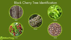 <p><span><strong>Bark:</strong></span></p><ul><li><p><strong>Young Trees:</strong></p><p>Smooth, reddish-brown with conspicuous, horizontal lenticels (small, light-colored spots).<span>&nbsp;</span></p></li><li><p><strong>Mature Trees:</strong></p><p>Dark brown to nearly black, and scaly with upturned edges, often described as resembling "burnt potato chips" or "burnt cornflakes".<span>&nbsp;</span></p></li></ul><p><span><strong>Leaves:</strong></span></p><ul><li><p><strong>Shape:</strong> Simple, alternate, oval or oblong, with a pointed tip.</p></li><li><p><strong>Margins:</strong> Finely toothed (serrated).</p></li><li><p><strong>Surface:</strong> Dark green and shiny above, paler below.</p></li><li><p><strong>Pubescence:</strong> Rusty-brown hairs along the midrib on the underside of the leaf.</p></li><li><p><strong>Fall Color:</strong> Yellow to yellowish-red.<span>&nbsp;</span></p></li></ul><p><span><strong>Flowers:</strong></span></p><ul><li><p><strong>Appearance:</strong> Small, white flowers in hanging, narrow clusters (racemes).</p></li><li><p><strong>Blooming Time:</strong> Late spring.<span>&nbsp;</span></p></li></ul><p><span><strong>Fruit:</strong></span></p><ul><li><p><strong>Type:</strong> Round, shiny, dark red to black drupe (a fleshy fruit with a single seed).</p></li><li><p><strong>Ripening Time:</strong> Late summer to early fall.</p></li><li><p><strong>Taste:</strong> Bitter-sweet.<span>&nbsp;</span></p></li></ul><p><span><strong>Twigs:</strong></span></p><ul><li><p><strong>Appearance:</strong> Slender, reddish-brown, sometimes with a grayish coating.<span>&nbsp;</span></p></li></ul><p></p>