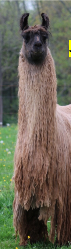 <p>What is this llama?</p>