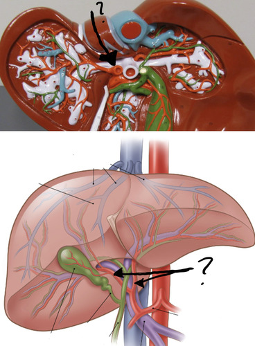 <p><span>branches off hepatic artery proper</span></p>