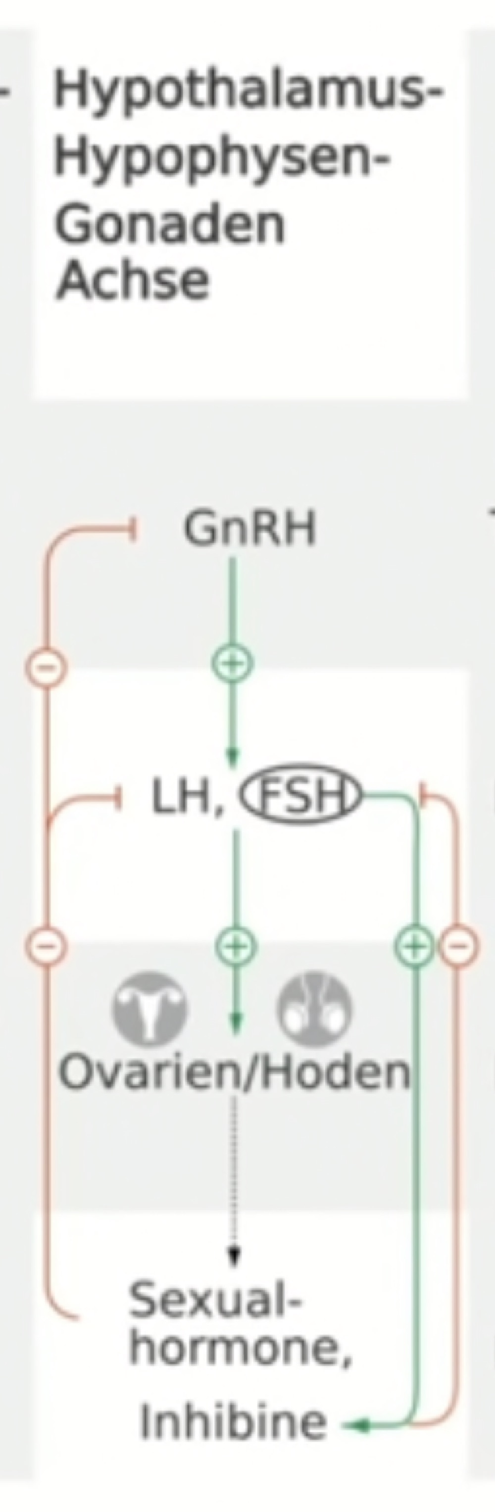 * Hypothalamus-Hypophysen-Gonaden Achse = Gonadotrope Achse


* beeinflussen die Ausschüttung von Hormonen in den Gonaden (Ovarien und Hoden)
* GnRH (GonadotropinReleasingHormone) aus Hypothalamus -> LH und FSH in Hypophyse 
* Bei Mann: LH -> Androgenproduktion; FSH -> Spermatogenese
* Bei Frau: LH -> Androgensynthese; FSH -> steiger Östrogensynthese 
* Sexualhormone hemmen GnRH und LH/FSH
* FSH stimuliert freisetzung der Inhibitine (in Sartolizellen der Hoden bzw. Granulosazellen der Ovarien)
* Inhibine hemmen FSH ausschüttung