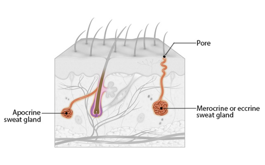 <p>-located in axillary &amp; anogenital regions</p><p>-ducts empty into hair follicles</p>