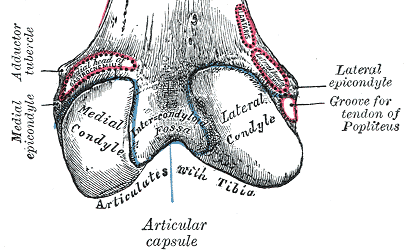 <p>Deep notch between the condyles on the back of the femur.</p><p></p>
