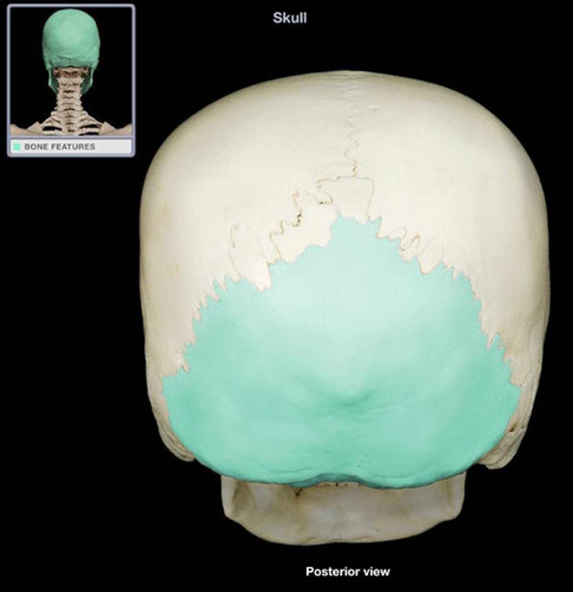 <p>Cranial Bones</p>
