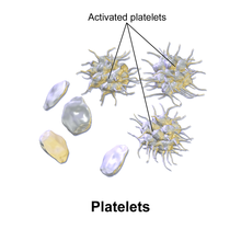 <ul><li><p>They are irregularly shaped </p></li><li><p>Lack a nucleus and are fragments of cytoplasm </p></li><li><p>They live for 5 to 10 days before being destroyed by the liver and spleen. </p></li></ul>