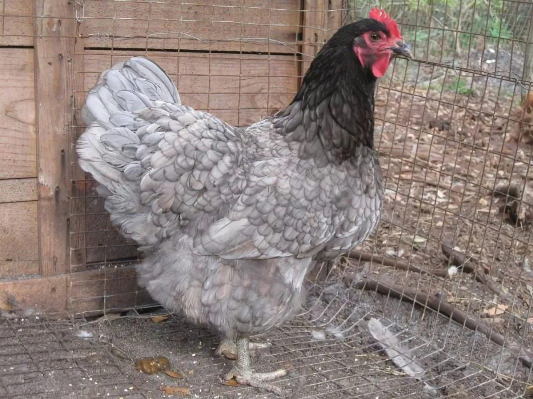 <p>Jersey Giant (broiler)</p>