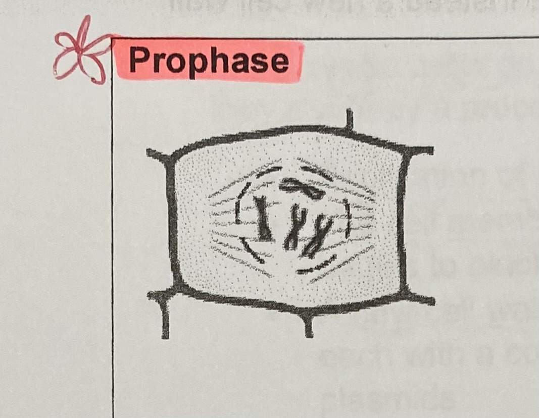 <p>What is the function of the <strong>centromere</strong> in <strong>prophase</strong>?</p>