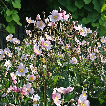 <p>Vad är detta för blomma?</p>