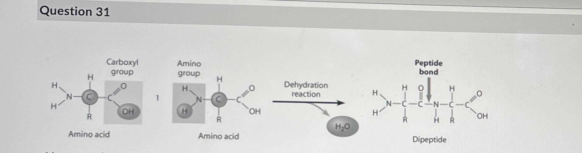 How are these amino acids attached together?