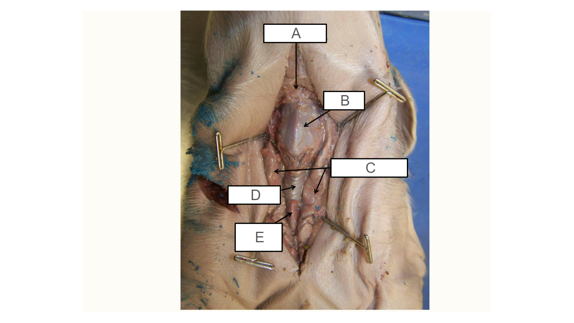 <p>What is C?</p>