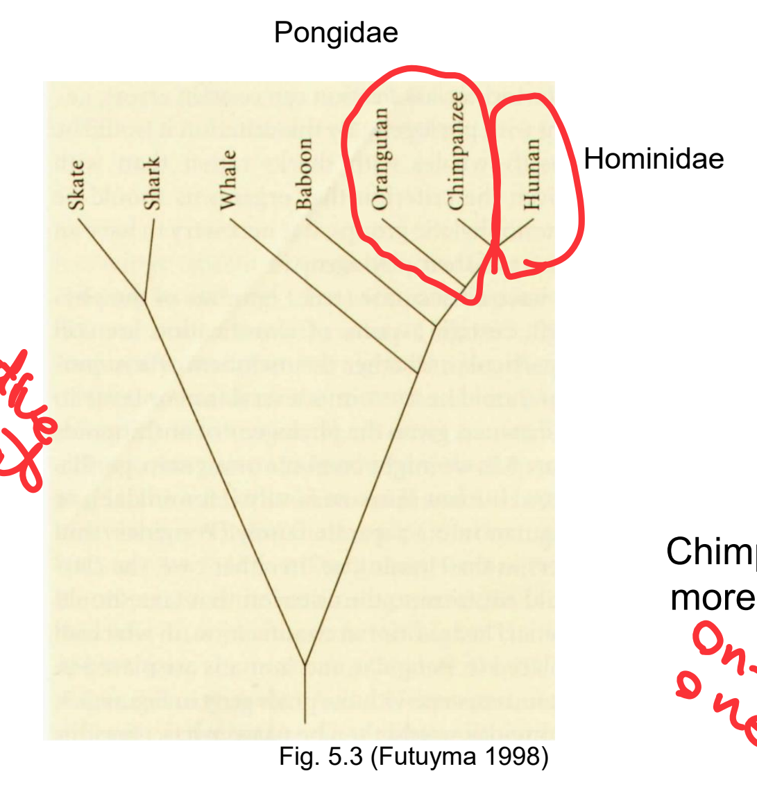 <p>dont include all species derived from common ancestor</p><p>cant be selective about which to choose and which to not choose</p><p>Pongidae, Hominidae</p><p>One in, one out</p>