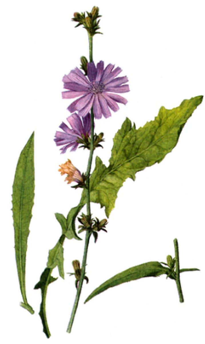 <p>chicory</p>