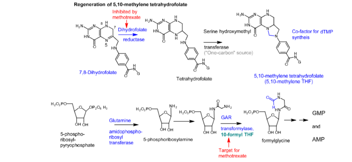 <p>- <span style="color: red"><strong>Antifolate</strong></span><strong> and </strong><span style="color: red"><strong>antimetabolite</strong></span></p><p>-<strong> </strong><span style="color: red"><strong>Inhibits pyrimidine nucleotide synthesis</strong></span> —&gt;<strong> via </strong><span style="color: red"><strong>inhibition of DHFR</strong></span><strong>, which ultimately </strong><span style="color: red"><strong>prevents the formation of 5,10-methylene THF</strong></span></p><p>- <span style="color: red"><strong>Inhibits purine nucleotide synthesis</strong></span> —&gt; <strong>via</strong><span style="color: red"><strong> inhibition of glycine amide ribonucleotide (GAR) transformylase</strong></span><strong>, which ultimately </strong><span style="color: red"><strong>prevents the formation of GMP</strong></span><strong> and</strong> <span style="color: red"><strong>AMP</strong></span></p><p>- <strong>Undergoes intracellular folyl polyglutamate synthase (FPGS)-catalyzed </strong><span style="color: red"><strong>polyglutamation</strong></span><strong>, which adds several anionic carboxylate groups to the molecule and traps the drug at the site of action</strong>:</p><ul><li><p><strong>Polyglutamation is more effective in tumor cells than in healthy cells, which promotes the selective toxicity of the drug</strong>.</p></li></ul><p>- <span style="color: red"><strong>Active during the S phase of the cell cycle</strong></span></p><p>- <strong>Used to treat</strong><span style="color: red"><strong> breast, lung, head, </strong></span><strong>and</strong><span style="color: red"><strong> neck cancers</strong></span></p><p>- <strong>Used to also treat </strong><span style="color: red"><strong>non-Hodgkin’s lymphoma, psoriasis, </strong></span><strong>and</strong><span style="color: red"><strong> rheumatoid arthritis</strong></span></p><p>-<strong> Used </strong><span style="color: red"><strong>off-label </strong></span><strong>to treat</strong><span style="color: red"><strong> MS</strong></span></p><p>-<span style="color: red"><strong> Leucovorin</strong></span><strong> can be used as rescue therapy for methotrexate toxicity —&gt; </strong><span style="color: red"><strong>does not require reduction via DHFR in order to form 5,10-methylene THF</strong></span></p><p>- <span style="color: red"><strong>Cancer cells become resistant to methotrexate over time</strong></span></p><p>- <strong>Resistance includes</strong>:</p><ul><li><p><span style="color: red"><strong>Increased DHFR overexpression</strong></span></p></li><li><p><span style="color: red"><strong>Attenuated intracellular polyglutamation</strong></span></p></li></ul><p></p>