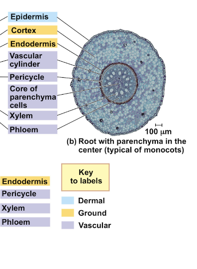 The vascular tissues are organized in the **center of the root** and is surrounded by an **endodermis** 

* The xylem and phloem are found in a **ring inside the endodermis** 
