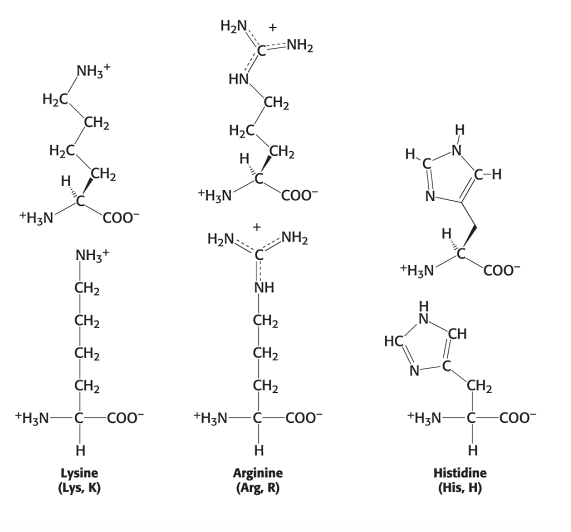 <ol><li><p>Lysine (Lys, K)</p></li><li><p>Arginine (Arg, R)</p></li><li><p>Histidine (His, H)</p></li></ol><p></p>