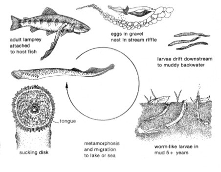<p>Lampreys</p><ul><li><p>Single nasal opening on top of head </p></li><li><p>Heart innervated by Vagus nerve</p></li><li><p>Parasitic as adults; oral gland secretes anticoagulant </p></li><li><p>Anadromous - ascend rivers and streams to spawn and then die afterward</p></li><li><p>Spends most of life cycle as ammocoetes larvae, which burrow into sediment and suspension-feed</p></li></ul><p></p>