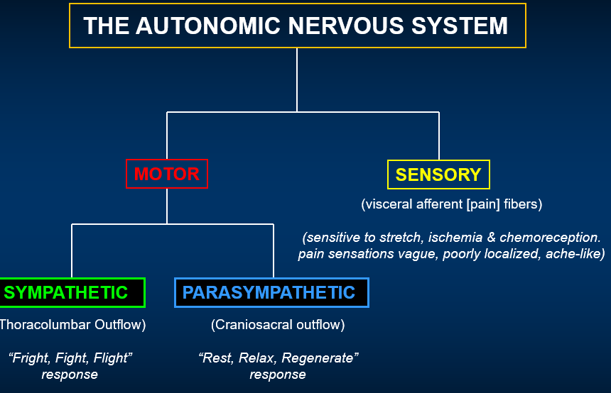 <p>The sympathetic motor ANS is primarily controlled by the thoracic and lumbar regions of the spinal cord, generating a 'fight or flight' response. </p>