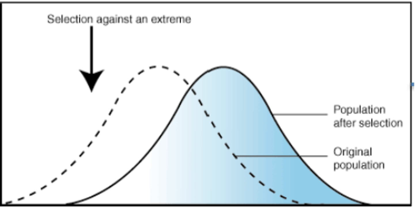 <p>selects for phenotypes toward one end of the spectrum</p><p>select against 1 extreme</p>