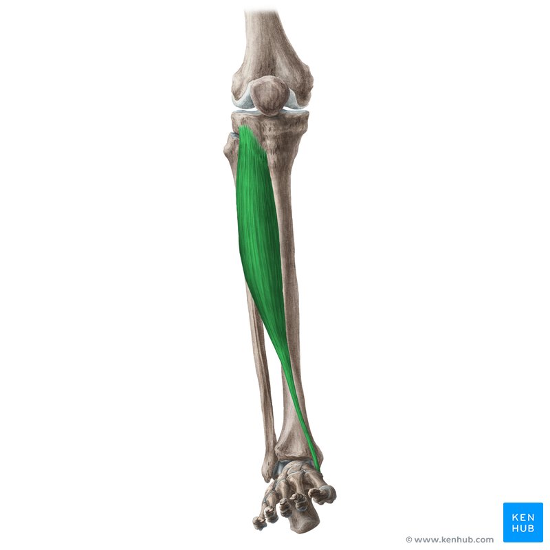 <p>Runs along the lateral tibia; dorsiflexes and inverts the foot; palpate along the shin during dorsiflexion.</p>