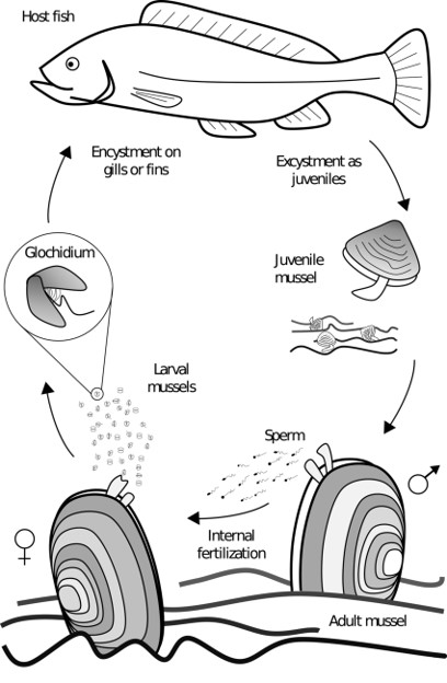 <p>What lifecycle does this describe? </p><p></p>