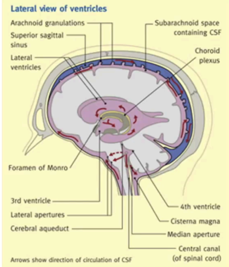 <p>Choroid plexuses</p>