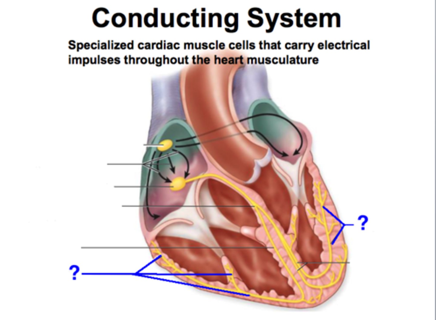 <p>- located in the walls of both ventricles</p><p>- generate a strong contraction</p>