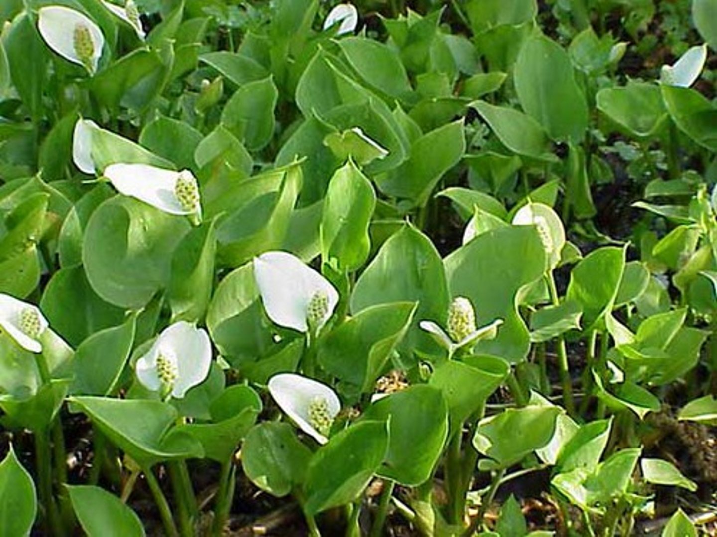 <p>Calla palustris</p>