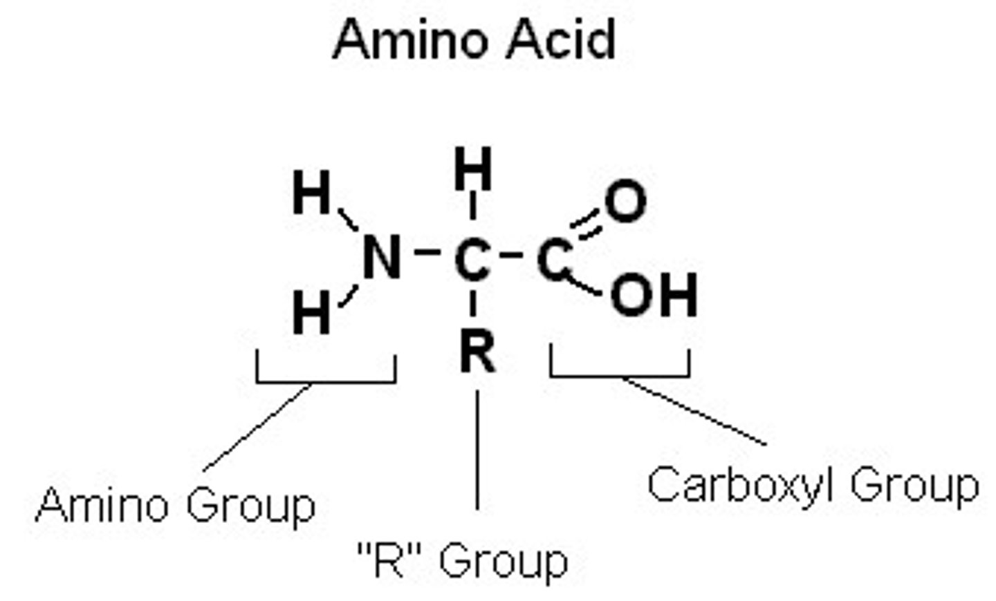 <p>a central carbon bonded to a hydrogen atom, a carboxyl group, an amino group and an R-group</p>