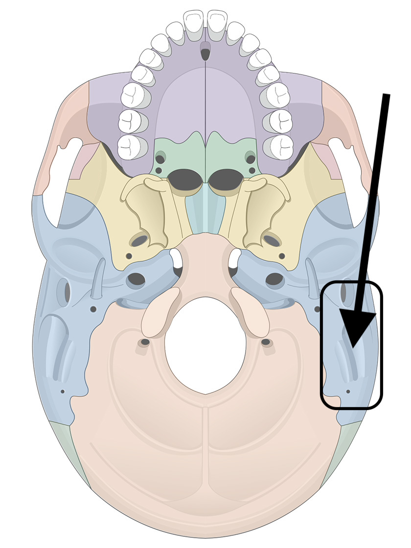 <p>Name the bone</p>
