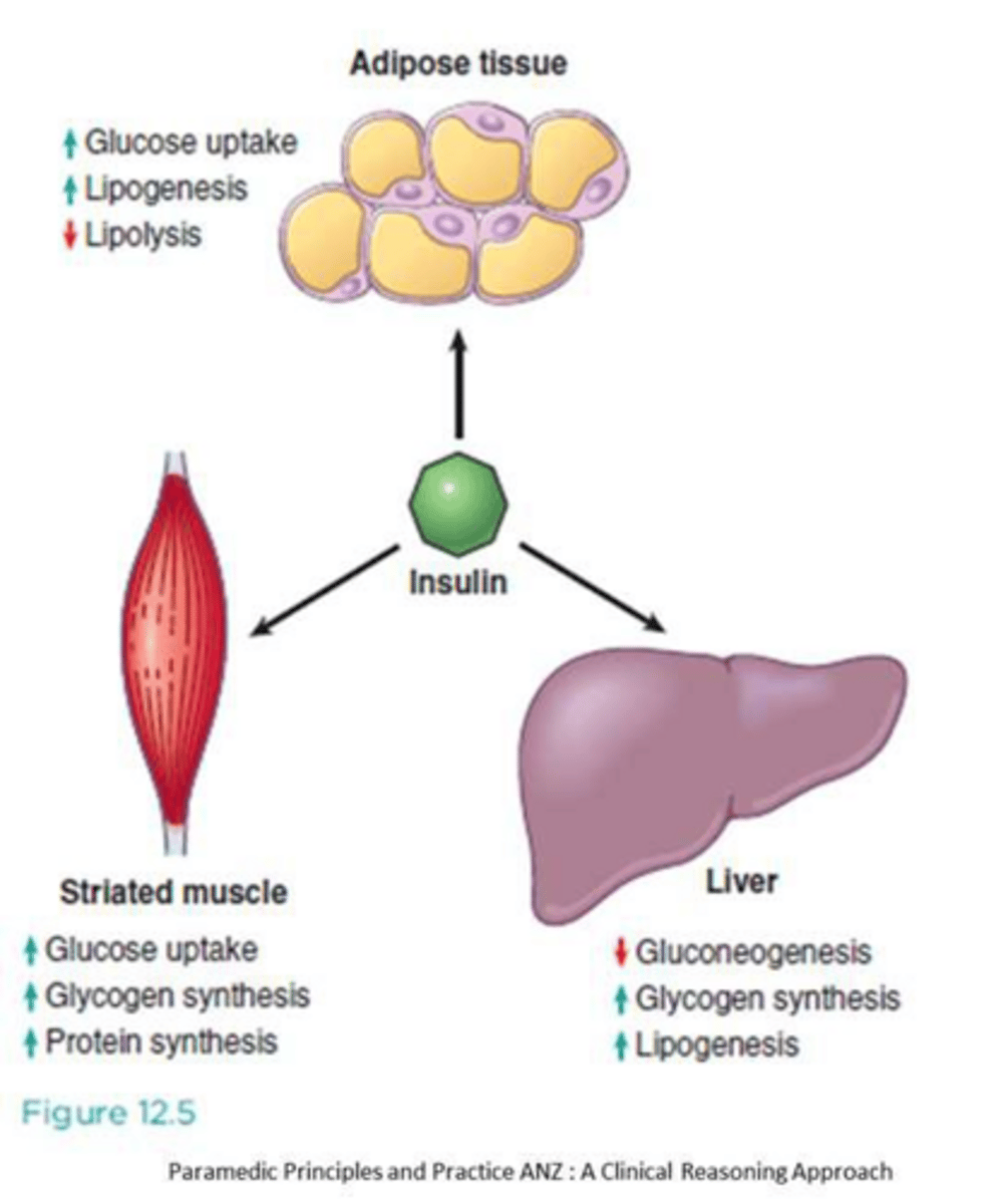 <p>Facilitates glucose uptake into cells, mostly skeletal muscle and adipose tissue.</p>