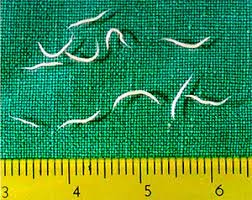 <p>Kmeň: Nematoda (hlístovce)</p>