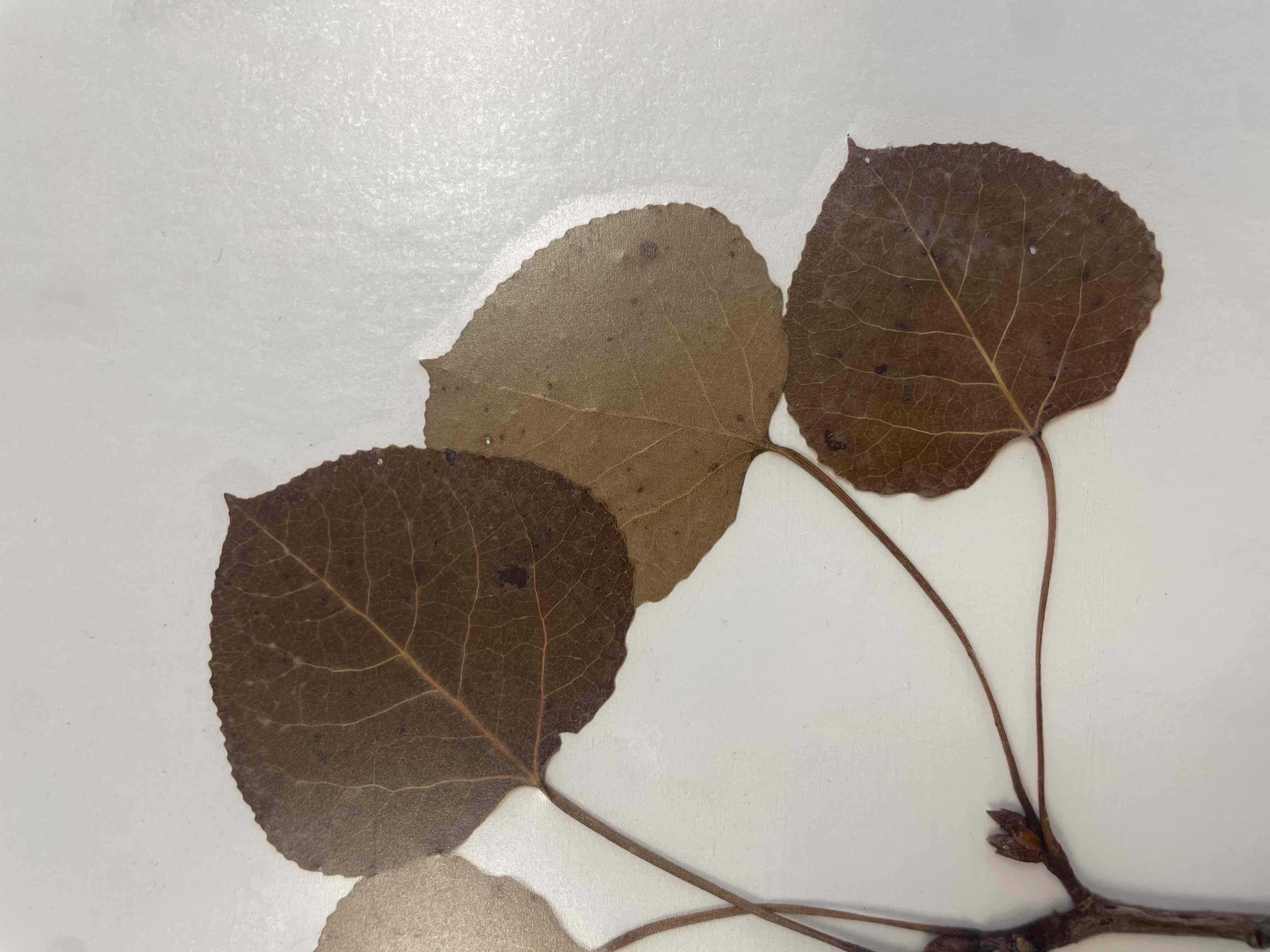 <p>Populus tremuloides<br>(Salicaceae)</p>