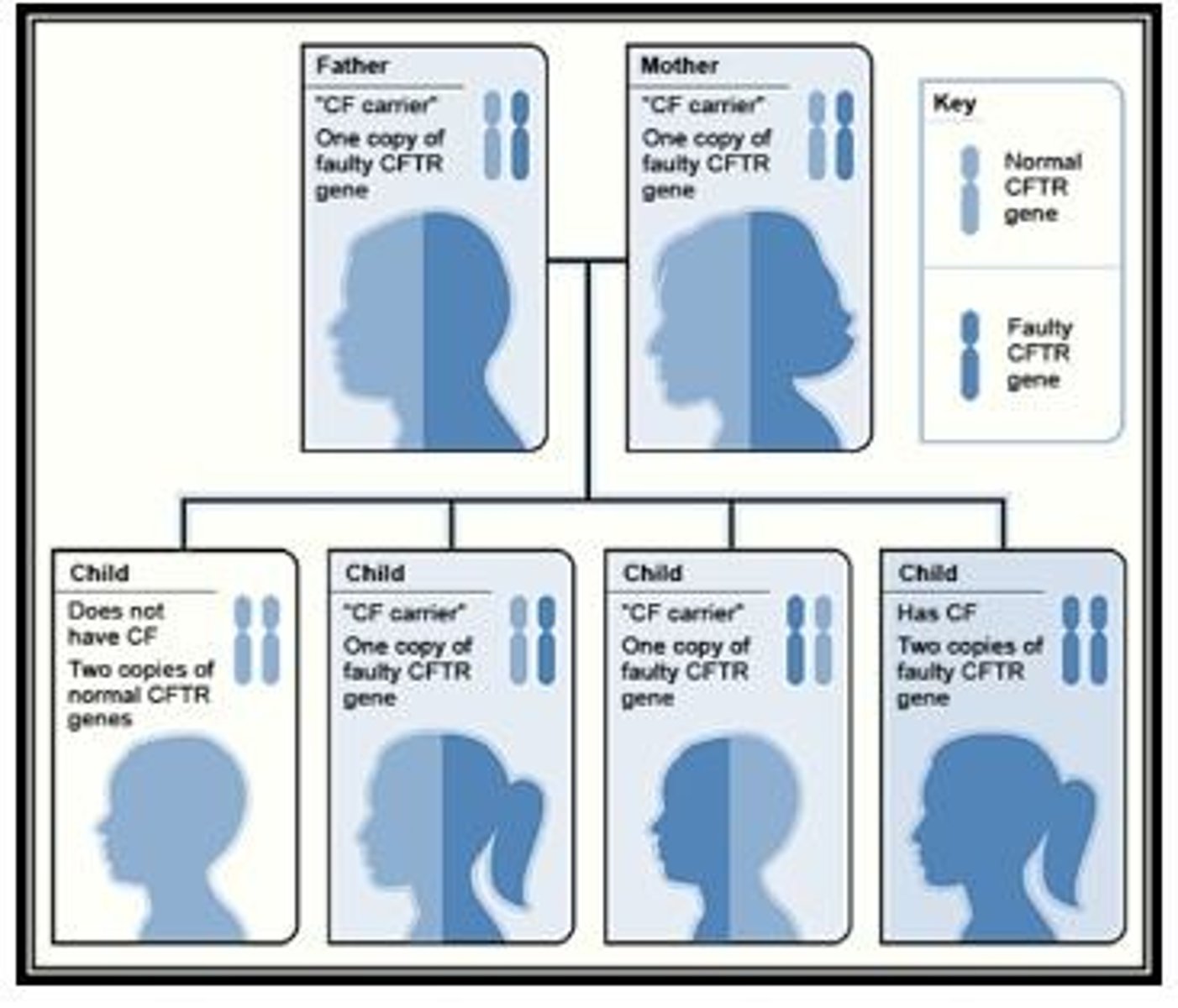 <p>Congenital exocrine gland disease affecting lungs and pancreas.</p><p>- affects GI and respiratory systems</p><p>- HEREDITARY</p>