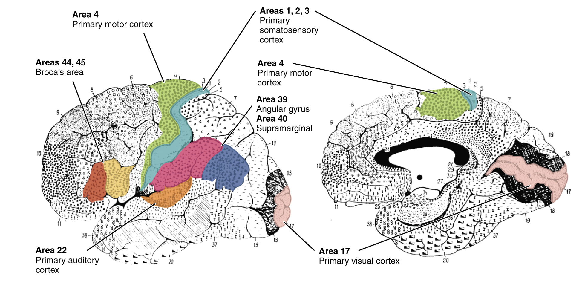 <p>Temporal lobe - Primary auditory cortex</p><p>Frontal &amp; Temporal lobe - Primary olfactory cortex - curled inwards, medial, anterior aspect of temporal lobe/base of the frontal lobe</p><p>Occipital lobe - Primary visual cortex</p><p>Insular lobe - Primary gustatory cortex</p><p>Cerebellum - Sense of balance &amp; equilibrium</p>