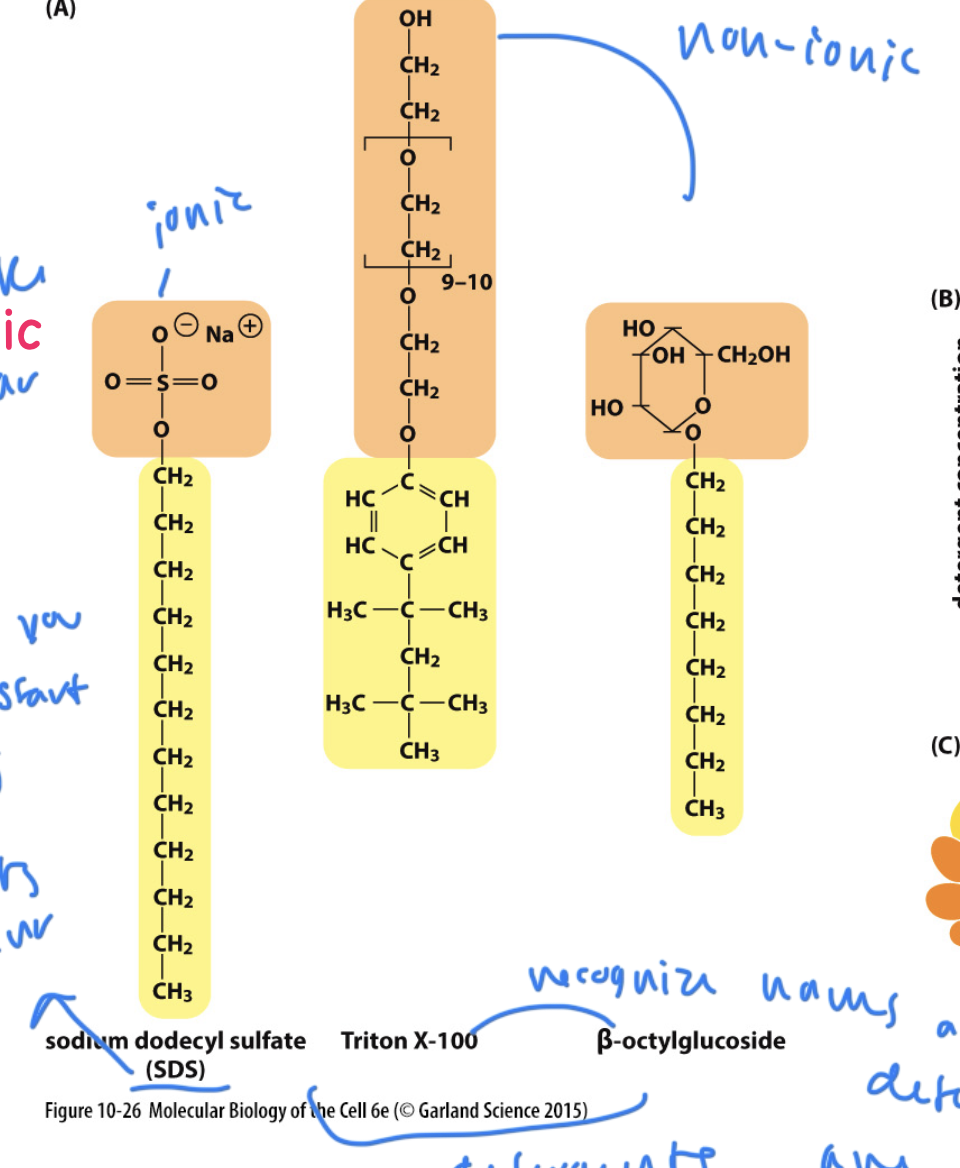 <p>SDS: disrupts the covalent bonds during gel electrophoresis</p><p>others: Triton X-100 and Beta-octylglucoside</p>