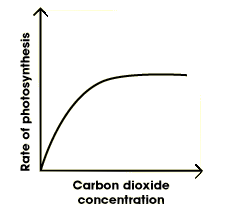 <p>Increases- more reactants (unless there is limiting)</p>