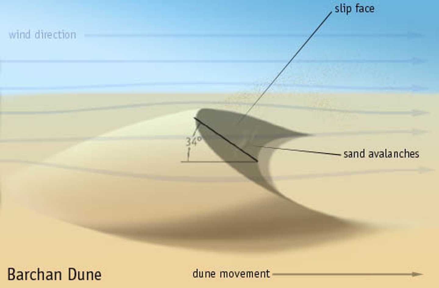 <p><u>Solitary crescent-shaped </u>mounds of sand with <u>downwind pointing tips</u>. Occur when there is a <strong>limited sand supply, little vegetation and constant wind direction</strong></p>