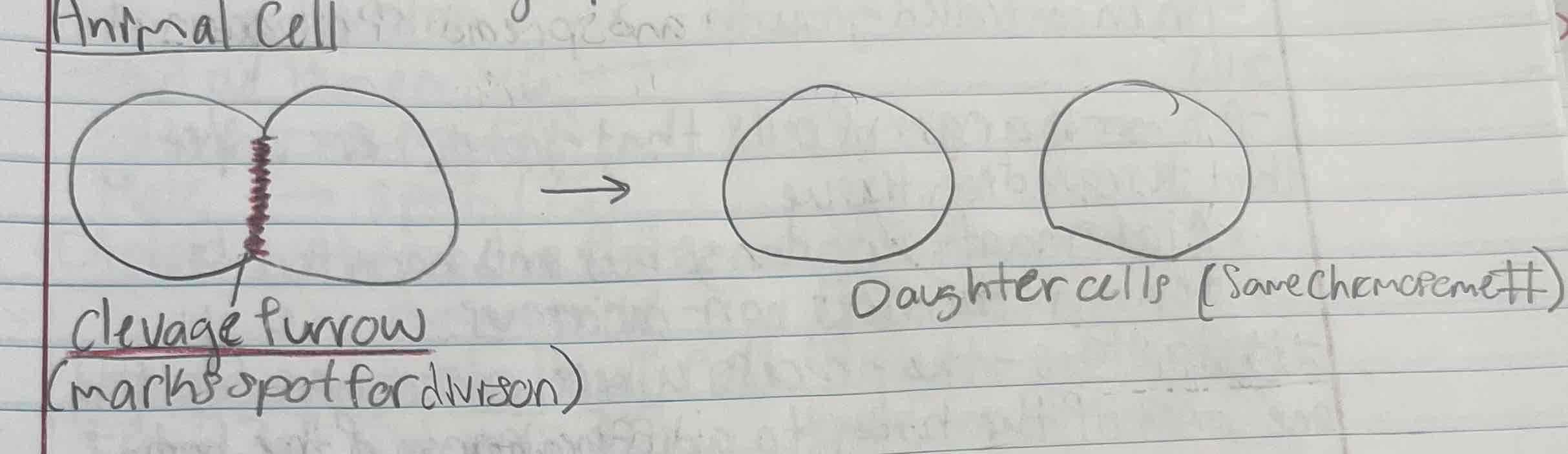 <ul><li><p>cleavage furrow forms</p></li><li><p>splits off into 2 daughter cells with the same # of chromosomes</p></li></ul>