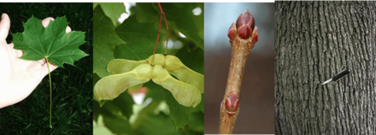 <p>Leaves: opposite, simple, 5 lobes (but also with tiny extra pair at base), sharp pointed, slightly dentate, 4” petiole with milky sap when crushed, may have good yellow fall color. May be confused with sugar maple, but this one has more lobes, truncate at the bottom. </p><p>Twigs: Twigs stout, reddish. </p><p>Buds: initially lustrous green, turning red, scales keeled. </p><p>Fruit: winged seed in pairs, wings very wide-spreading. </p><p>Bark: Smooth on young trees, becoming closely fissured; dark-colored. </p><p>Form/Silvics: Mature size 40-50’. Shallow roots limit turf. needs room; Can be invasive in cooler, wetter climates; but, not in Missouri.</p>