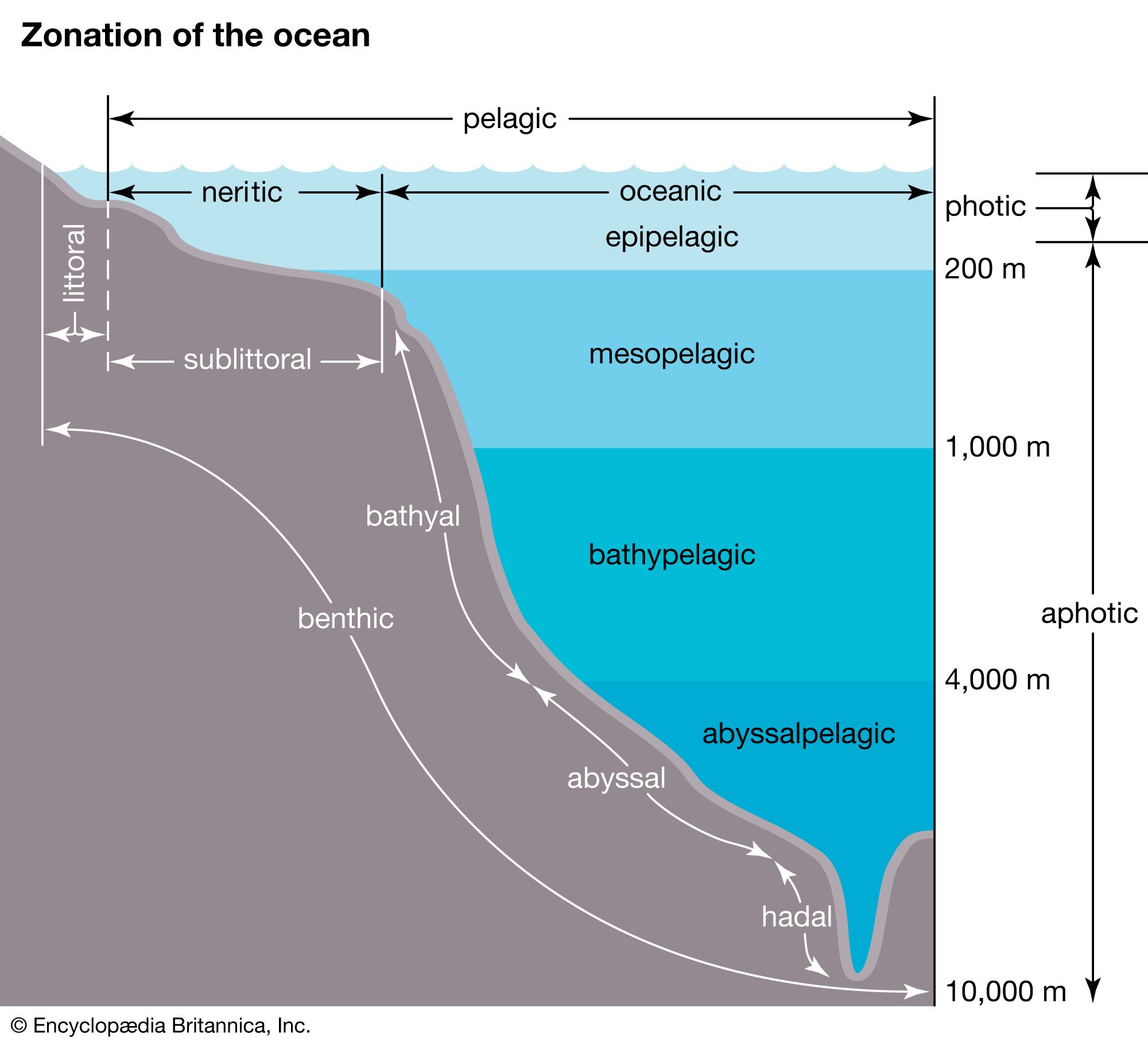 <p>Pelagic zone/ open sea</p>