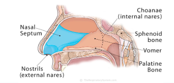 <ul><li><p>Warms and humidifies air to protect the lungs</p></li><li><p>Fine nasal hairs prevent particles from entering lower respiratory tract</p></li><li><p>Nares - anterior boundary; floor is hard palate (nasal passage)</p></li><li><p>Nasal choanae - posterior portals connecting nasopharynx and nasal cavities</p></li></ul>