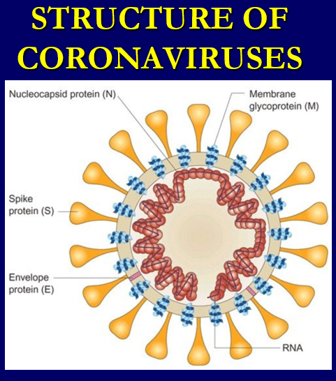 Coronaviruses