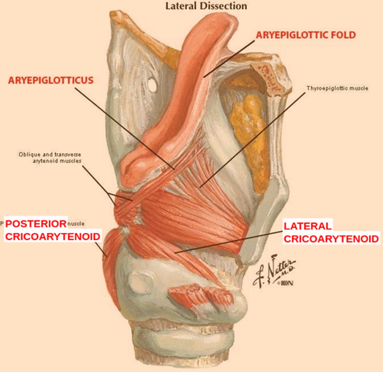 <p>Inferior Laryngeal Nerve Branch off of Recurrent Laryngeal Nerve (CN X)</p><p>Adducts vocal folds</p>